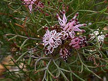 Serruria fasciflora Pototberg 02.jpg