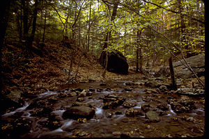 Shenandoah National Park SHEN9185.jpg