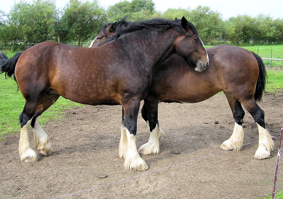 horses arp.jpg - Wikipedia