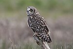 Thumbnail for File:Short-Eared Owl.jpg