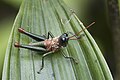 * Nomination Short-horned grasshopper (Rhytidochrota risaraldae) male --Charlesjsharp 08:19, 11 October 2023 (UTC) * Promotion  Support Good quality. --Alexis Lours 14:33, 11 October 2023 (UTC)