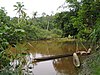 Siberut island river.jpg