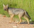 Side-striped Jackal (Canis adustus)- rare sighting of this nocturnal animal ... (13799300905).jpg