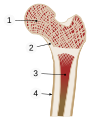 bone tissue demonstrated on femur