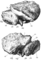 Sinanthropus Skull III.png