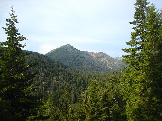 Forest in the Siskiyou Mountains in California