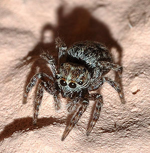 Four-point jumping spider female (Sitticus pubescens)