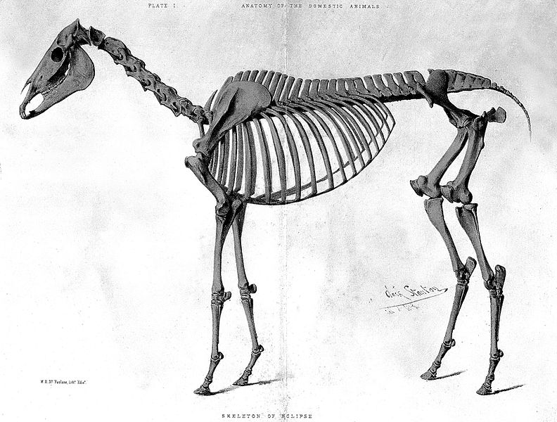 File:Skeleton of Eclipse (a horse). Wellcome L0000443.jpg