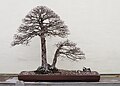 * Nomination A bonsai in the twin-trunk style. --Ragesoss 18:10, 22 July 2013 (UTC) * Decline  Comment Out of focus for me--Lmbuga 18:43, 27 July 2013 (UTC) I agree. Mattbuck 18:32, 29 July 2013 (UTC)