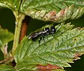 Small Crabronid wasp - Flickr - S. Rae (1).jpg