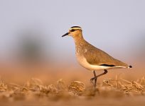 Large numbers of Sociable lapwings (Vanellus gregarius) pass through Turkey in passage. SociablePlover.jpg