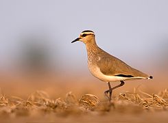 Sociable Lapwing