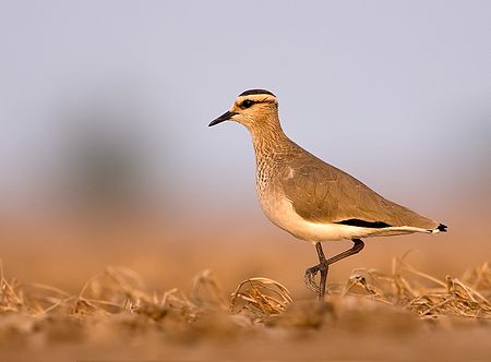 SociablePlover.jpg