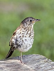 Song thrush Turdus philomelos