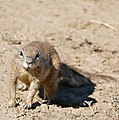 South African Ground Squirrel (Xerus inauris) (32194031750).jpg