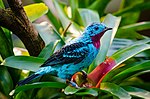 Thumbnail for Cotinga (genus)