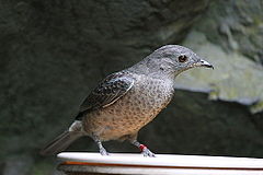 ♀ Cotinga cayana