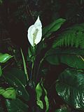 Thumbnail for Spathiphyllum montanum