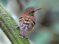 Antbird, Spotted Hylophylax naevioides