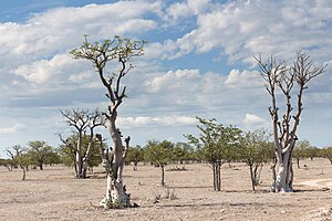 Sprokieswoud - Moringa ovalifolia-2274 - Flickr - Ragnhild & Neil Crawford.jpg