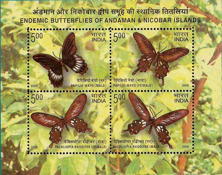 File:Stamp of India - 2008 - Colnect 157952 - Andaman Mormon Papilio mayo Andaman Clubtail Pachliopta.jpeg