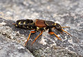 Rove beetle (Staphylinus caesareus) Kaiserlicher Kurzflügler