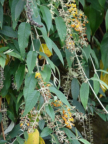 File:Starr-090430-6613-Buddleja madagascariensis-flowers and leaves-Kula-Maui (24953013715).jpg