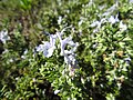 Starr-170923-0252-Rosmarinus officinalis-creeping form many flowers-Hawea Pl Olinda-Maui - Flickr - Starr Environmental.jpg