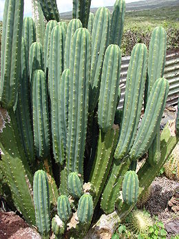 Kvaitulinis echinopsis (Echinopsis pachanoi)