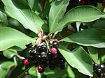 Stær 070321-6141 Ardisia elliptica.jpg