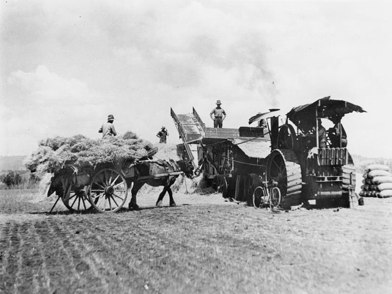 File:StateLibQld 1 74174 Wheat threshing at Killarney, Queensland, ca. 1915.jpg