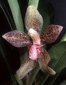 Stenia vasquezii flower