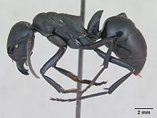 مشخصات Streblognathus peetersi casent0173636 1.jpg