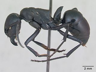 <i>Streblognathus</i> Genus of ants