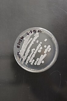 Streptomyces staurosporininus NRRL B-24850 (Type Strain).jpg