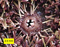 Oral surface of Strongylocentrotus purpuratus showing teeth of Aristotle's Lantern, spines and tube feet.