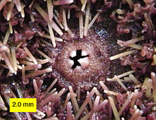 Oral surface of Strongylocentrotus purpuratus showing teeth of Aristotle's Lantern, spines and tube feet. Strongylocentrotus purpuratus 020313.JPG