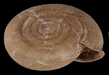 Suboestophora hispanica shell 2.jpg