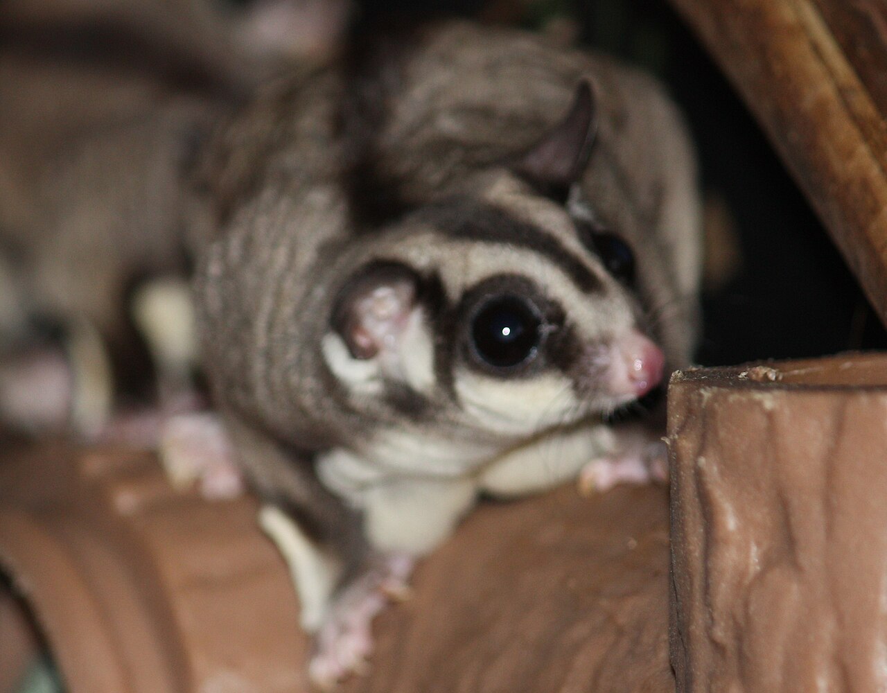 sugar glider teeth