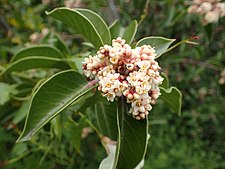 rhus ovata