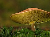 Suillus bovinus