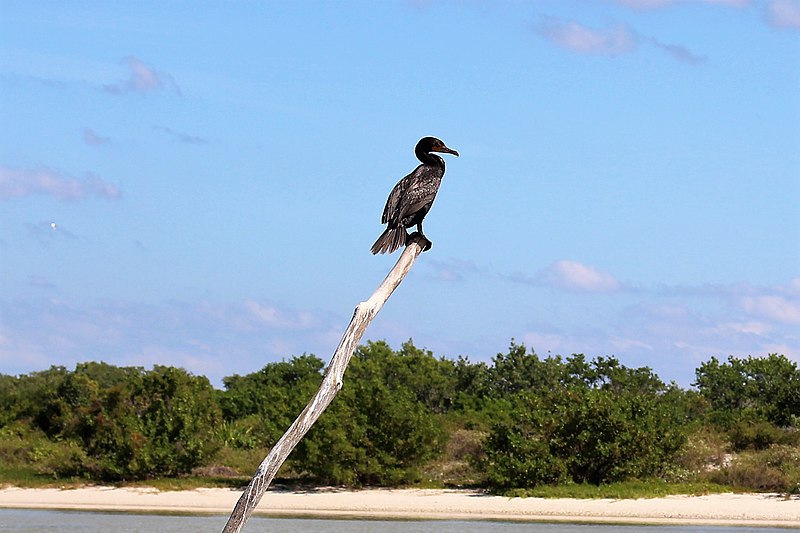 File:Suliformes - Phalacrocorax auritus - 8.jpg