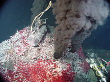 Giant tube worms at the base of a hydrothermal mount Sully Vent.jpg