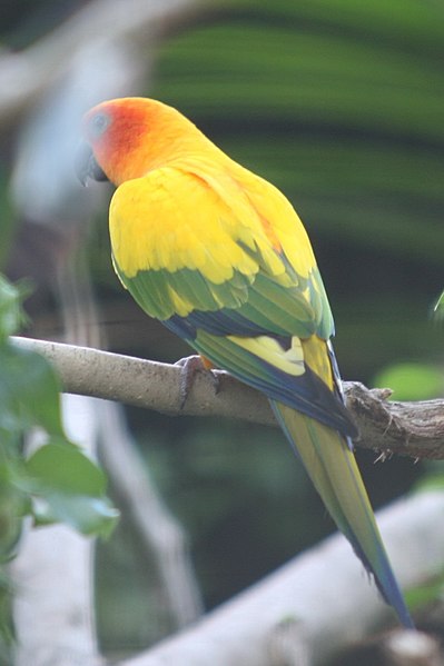 File:Sun Conure (Aratinga solstitialis) (2855067342).jpg