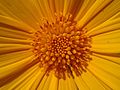 * Nomination Closeup of a sunflower. --Shishir 07:31, 22 October 2016 (UTC) * Promotion Good quality. --Poco a poco 14:36, 22 October 2016 (UTC)