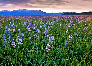 Soldier Mountains from Camas Prairie Centennial Marsh