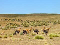 Suris y vicuñas en el sistema de vida oeste
