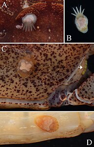 Symbiotic flatworm (10.1590-2358-2936e2016026) Figure 6.jpg