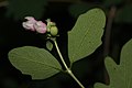 Symphoricarpos albus