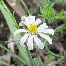 Symphyotrichum trilineatum 99866891 (cropped).jpg